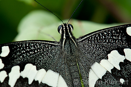 102 Afrikanischer Schwalbenschwanz - Papilio demedocus